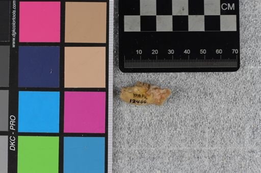 Ischyromys typus