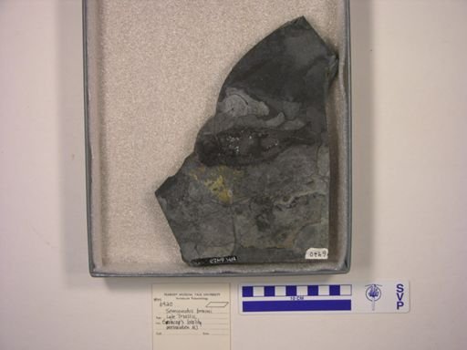 Semionotus brauni
