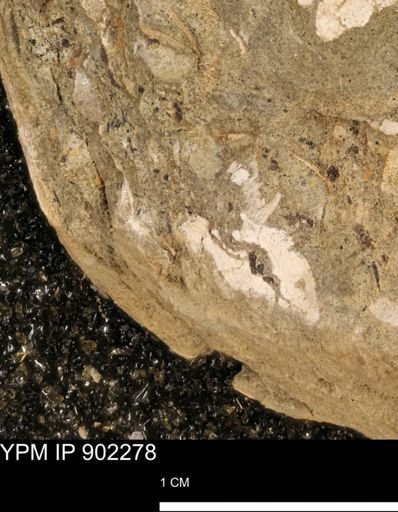 undet. Mollusca