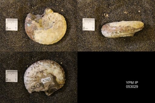 Discoscaphites gulosus