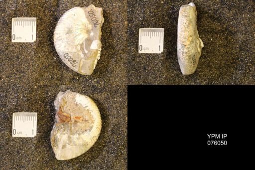 Hoploscaphites birkelundi