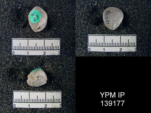 Spirigerella derbyi
