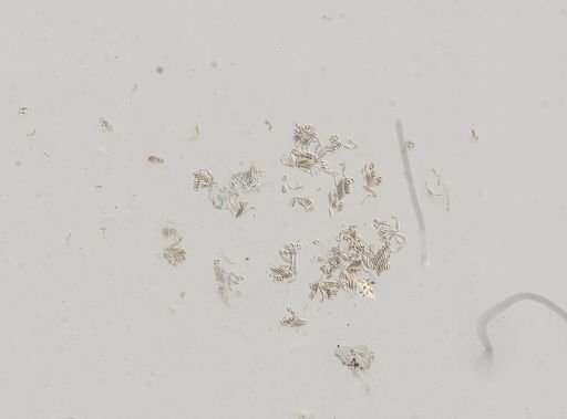 Somatogyrus integra