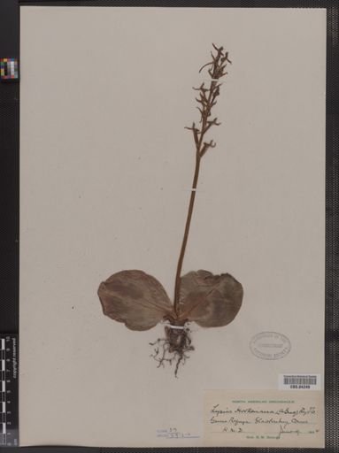 Platanthera hookeri
