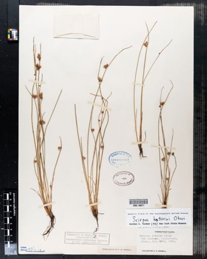 Scirpus hotarui