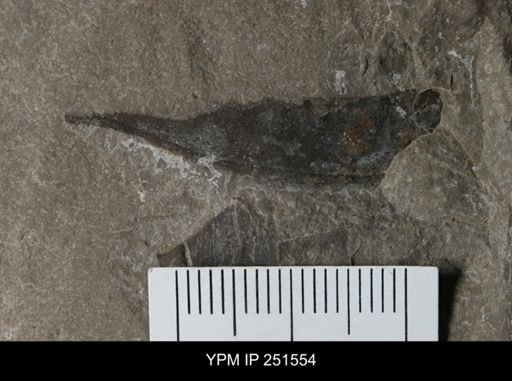 undet. Eurypterida