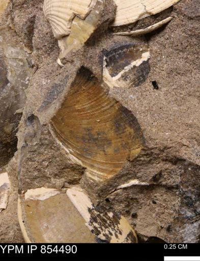 Limopsis striatopunctatus