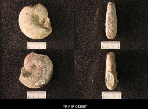 Hoploscaphites nicolletii