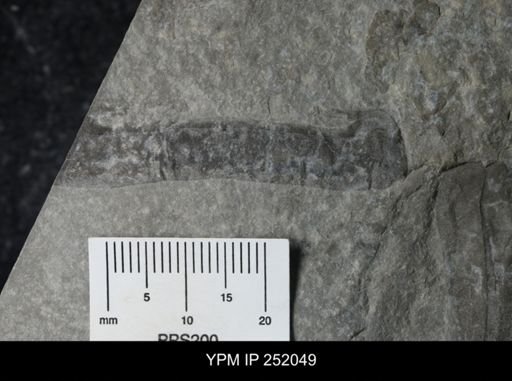 Eurypterus sp.
