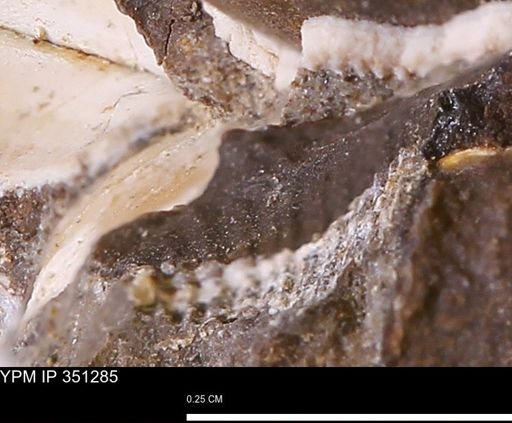 undet. Bivalvia