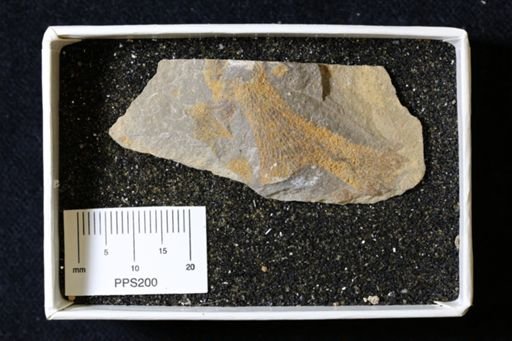 Bryozoa?