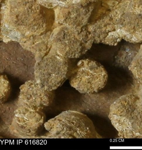 Teredo sp.