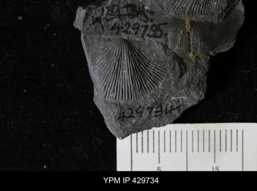 Devonochonetes coronatus