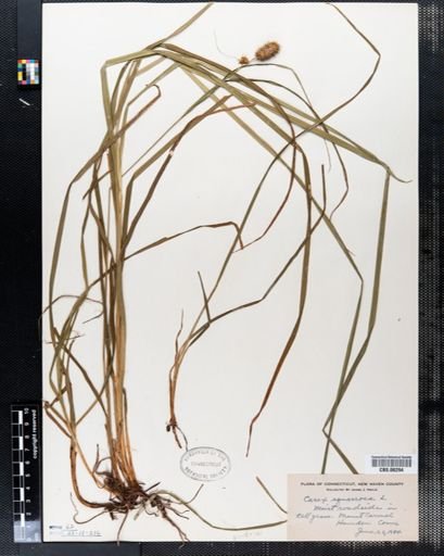 Carex squarrosa
