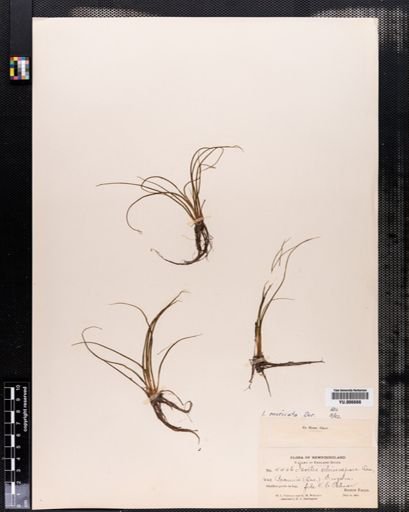 Isoetes muricata