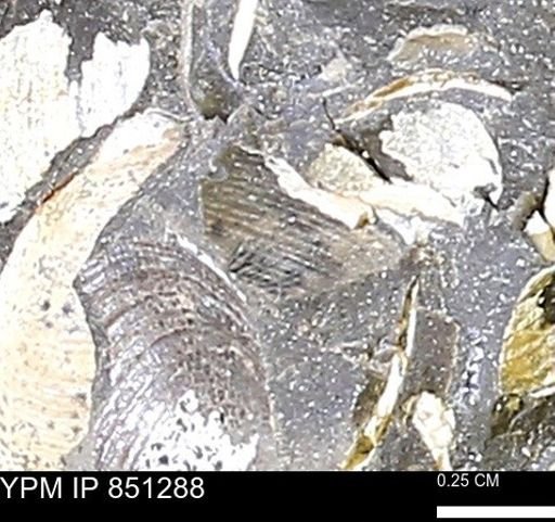 Limopsis striatopunctatus