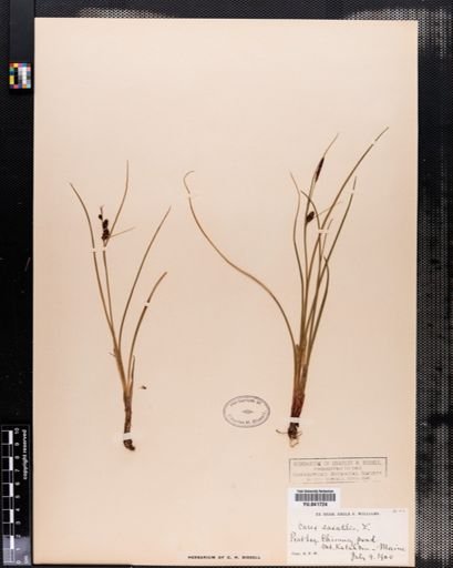 Carex saxatilis