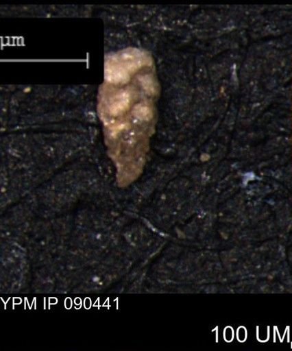 Verneuilina canadensis