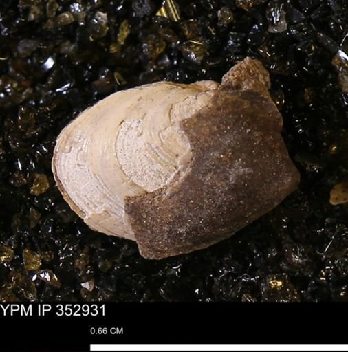 Limopsis striatopunctatus