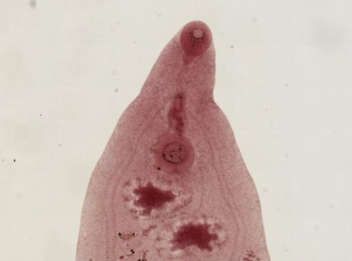 Dicrocoelium dendriticum