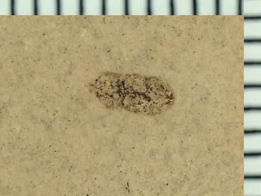 undet. Coleoptera