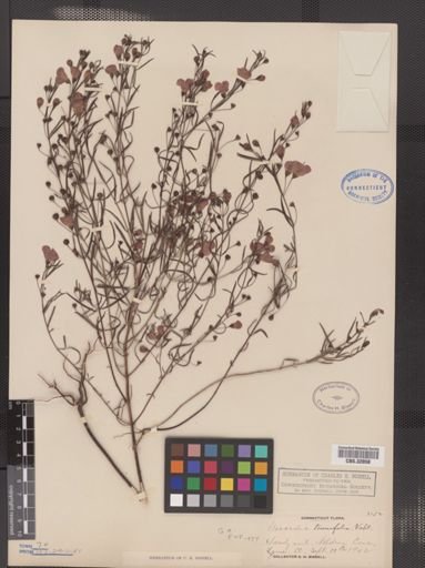 Agalinis tenuifolia