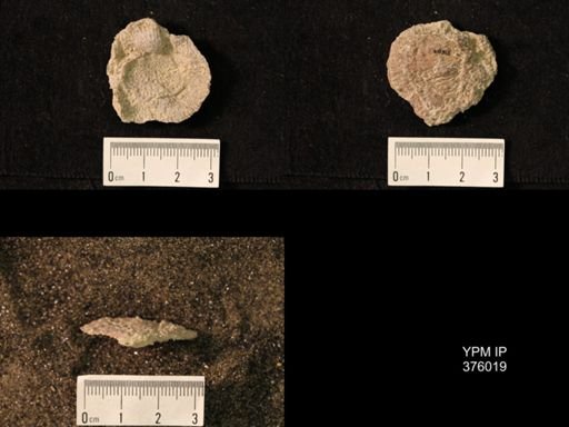 Pustula nebrascensis