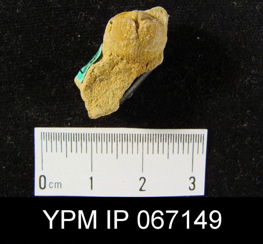 Stropheodonta arcuata