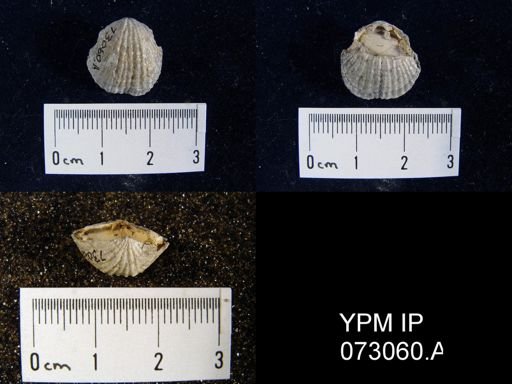 Atrypa tennesseensis
