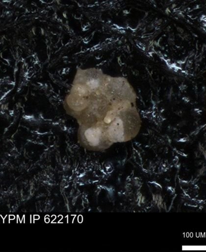 undet. Foraminiferida