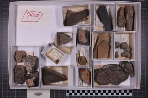 mixed taxa, stratigraphic collection