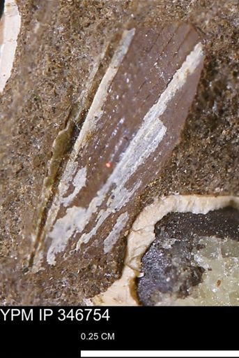 Limopsis striatopunctatus