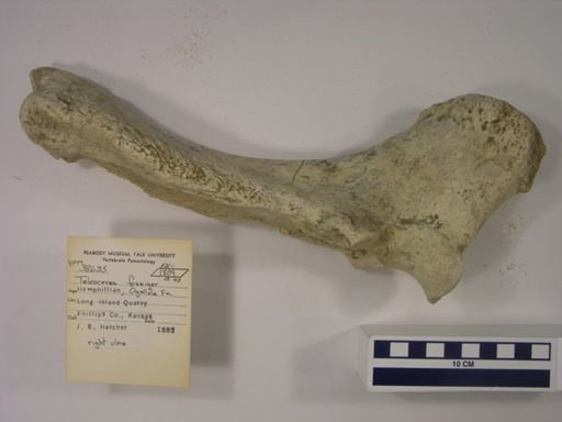 Teleoceras fossiger