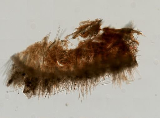 Polymastia andrica
