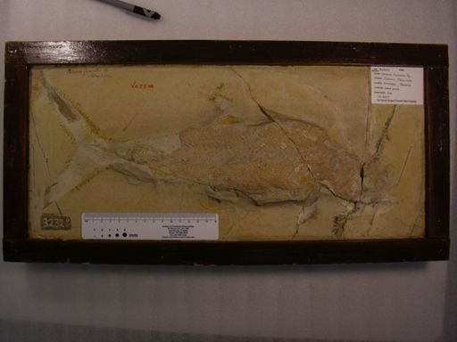 Caturus furcatus