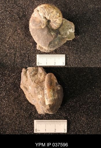 Hoploscaphites nicolletii