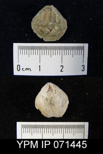 Merista tennesseensis