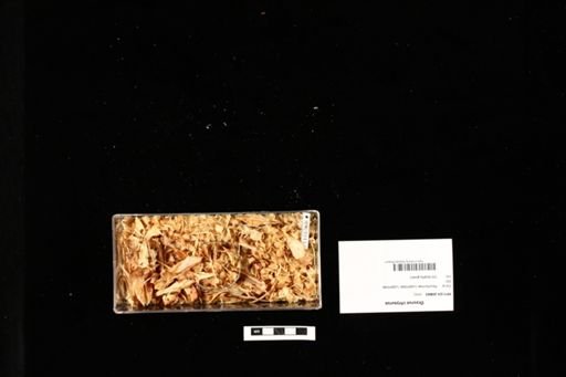Ocyurus chrysurus
