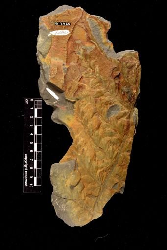 Triphyllopteris volida