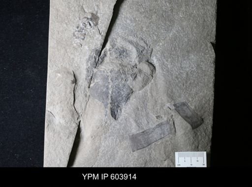 Hexameroceras sp.