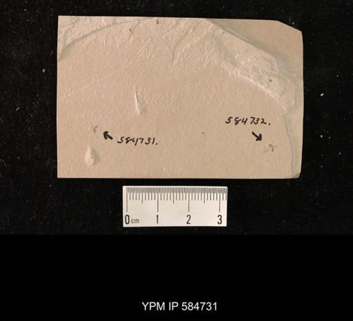 undet. Coleoptera