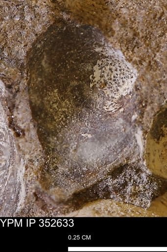 undet. Bivalvia