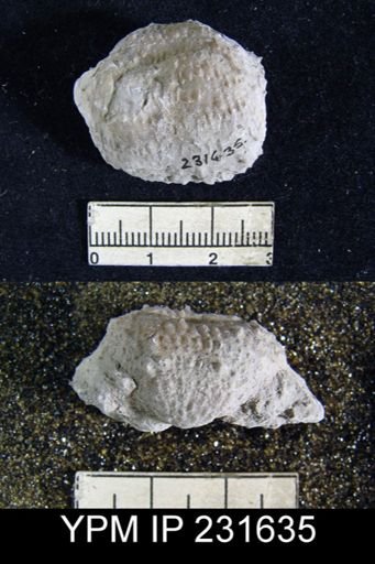 Juresania nebrascensis