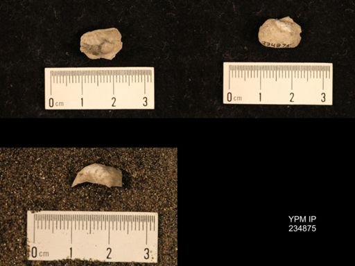 Marginifera fragilis