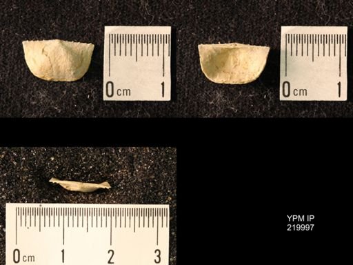 Chonetes sp.