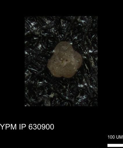 undet. Globigerinina