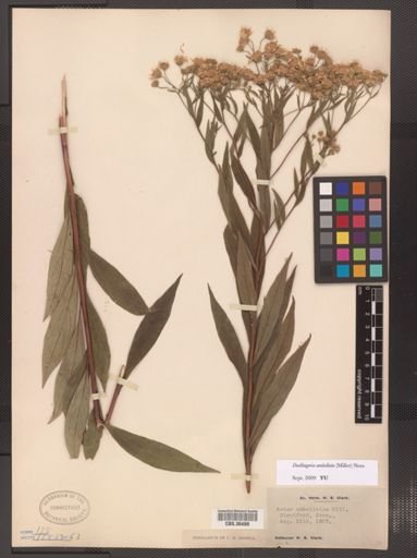 Doellingeria umbellata