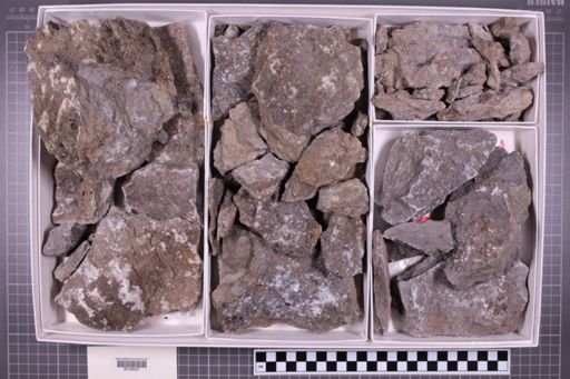 mixed taxa, stratigraphic collection