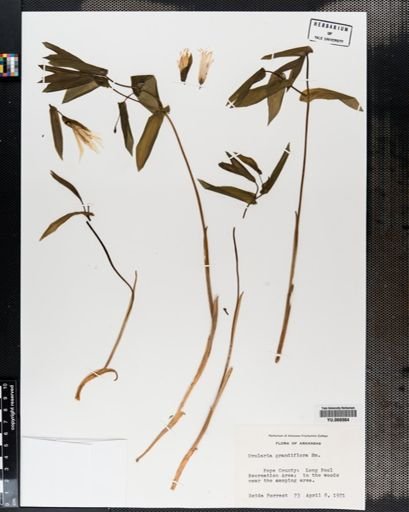 Plantae