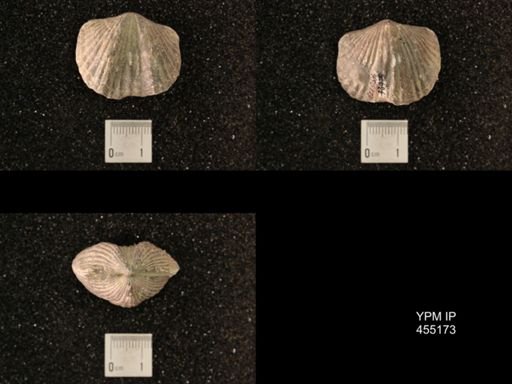 Platystrophia ponderosa var.